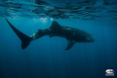 Whale Shark Swimming and Isla Mujeres Beach Tour - In-Water Time, Pair Swims, and Why It Can Feel Rushed
