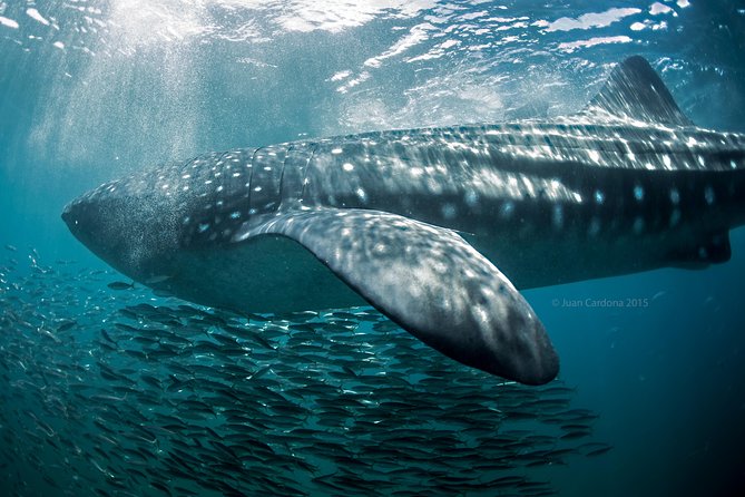 Whale Shark Swimming and Isla Mujeres Beach Tour - Isla Mujeres Playa Norte: The Beach Break You Get After the Chase