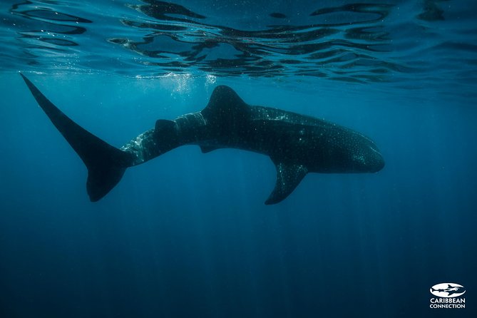 Whale Shark Swimming and Isla Mujeres Beach Tour - In-Water Time, Pair Swims, and Why It Can Feel Rushed