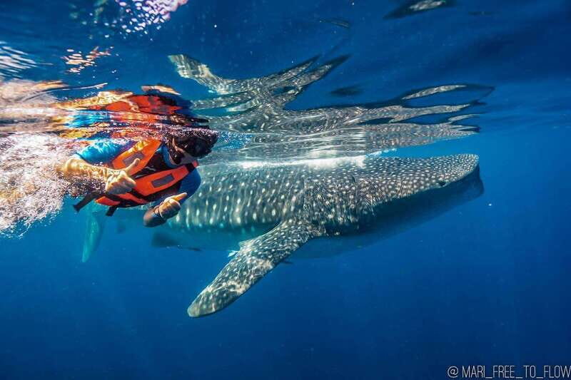 Whale Shark swimming ocean safari all included tour - Key Highlights to Know Before You Go