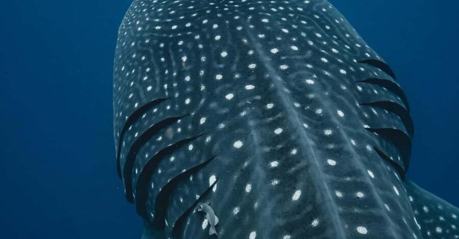Whale Shark swimming ocean safari all included tour - Guided Safety and Wildlife Etiquette: The Stuff That Keeps It Smooth