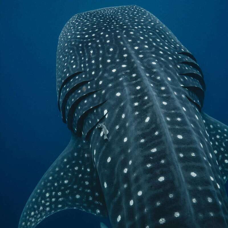 Whale Shark swimming ocean safari all included tour - Whale Shark Ocean Safari in Quintana Roo: The Real Point of the Day