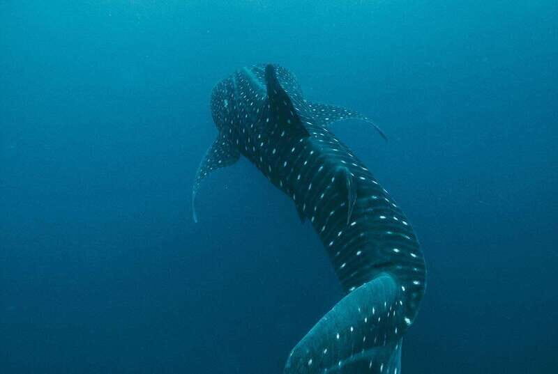 Whale Shark swimming ocean safari all included tour - Cancun Pickup vs Isla Mujeres Dock: How to Choose the Right Start
