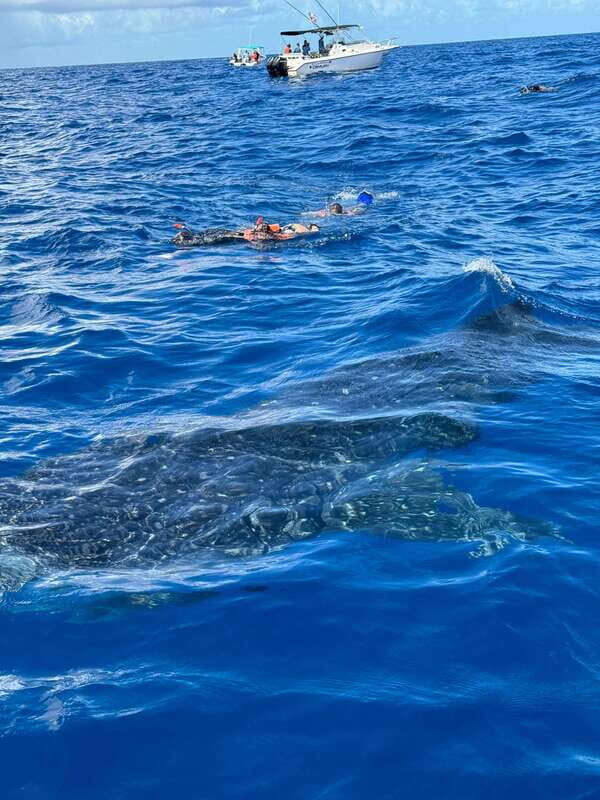 Whale Shark swimming ocean safari all included tour - On the Boat: 32-Foot Comfort, Safety Tech, and a Small-Group Pace
