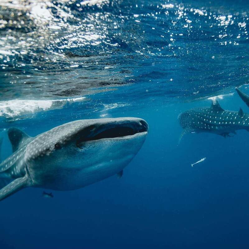 Whale Shark swimming ocean safari all included tour - The Whale Shark Swim: How You Actually Get Time in the Water