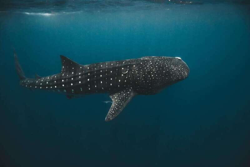 Whale Shark swimming ocean safari all included tour - When Whale Sharks Show Up (Or Don’t): How to Set Your Expectations