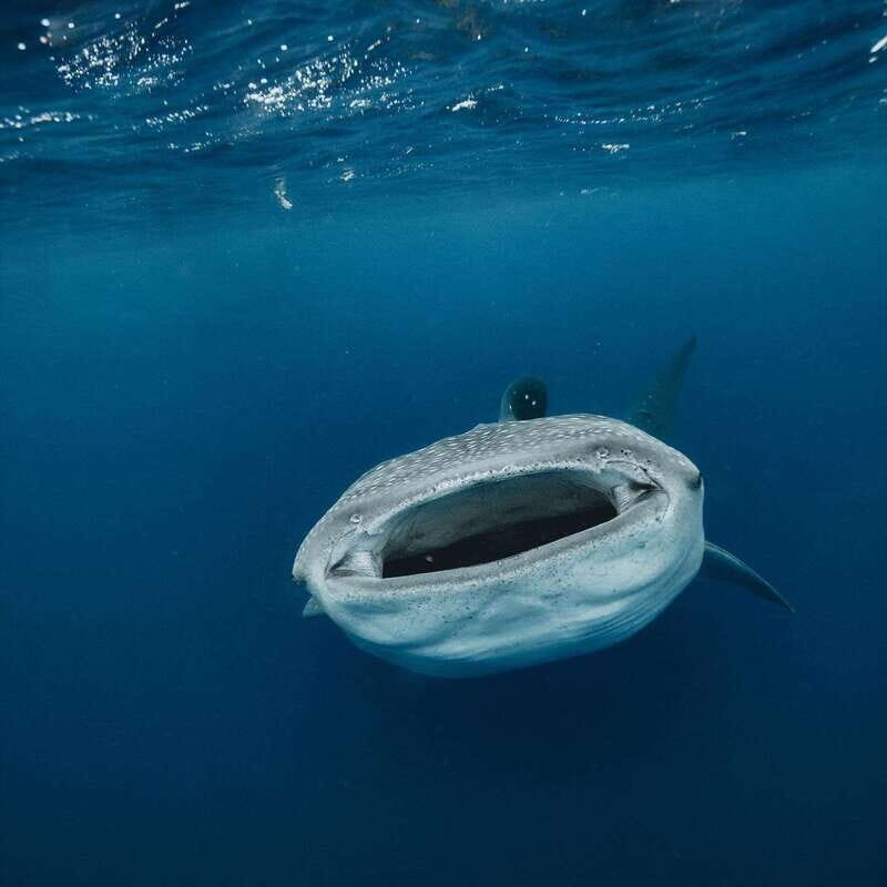 Whale Shark swimming ocean safari all included tour - Food on Board: Fresh Ceviche, Snacks, and Vegetarian/Vegan Options