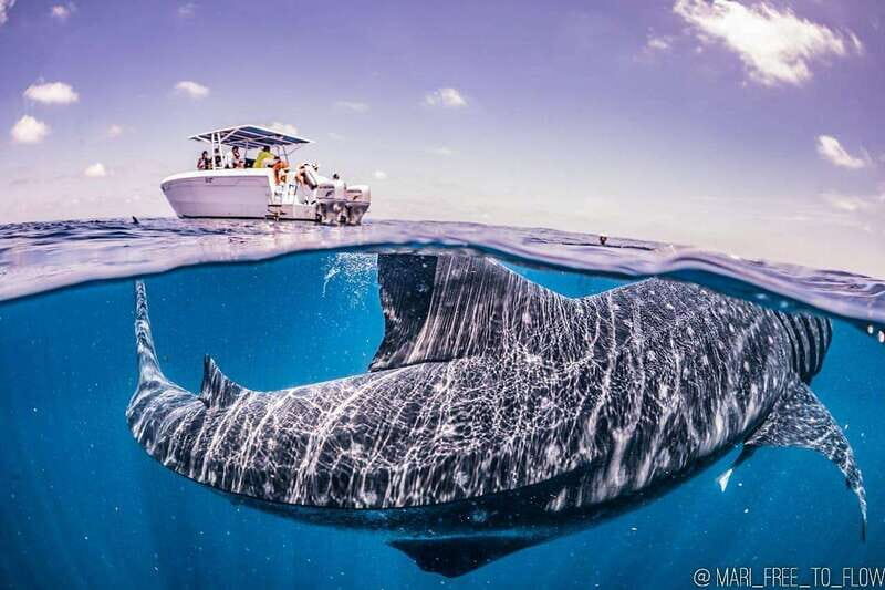 Whale Shark swimming ocean safari all included tour - Price and What $174 Buys You (Plus the Cash You Should Expect)