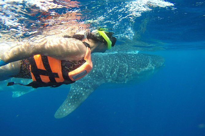 Whale Shark Tour from Cancun and Playa Del Carmen - Where the whale sharks are hunted for: Isla Contoy area strategy