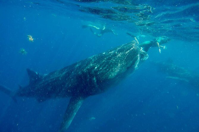 Whale Shark Tour from Cancun and Playa Del Carmen - Price and value: $155 plus cash fees at the port