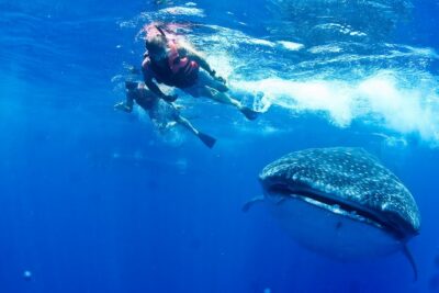 Whale Shark Tour from Cancun, Playa del Carmen, Tulum and Riviera Maya - Speedboat ride: beautiful, bumpy, and very “seasick-proof plan”
