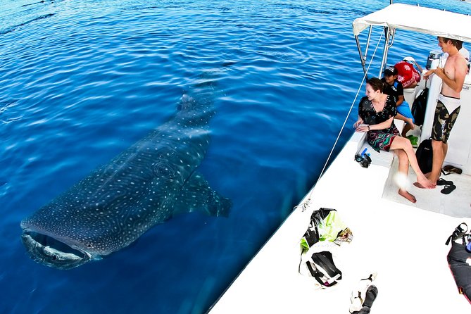 Whale Shark Tour from Cancun, Playa del Carmen, Tulum and Riviera Maya - Sunscreen rules: keep it off the reef, keep it on your skin