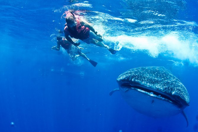 Whale Shark Tour from Cancun, Playa del Carmen, Tulum and Riviera Maya - Speedboat ride: beautiful, bumpy, and very “seasick-proof plan”