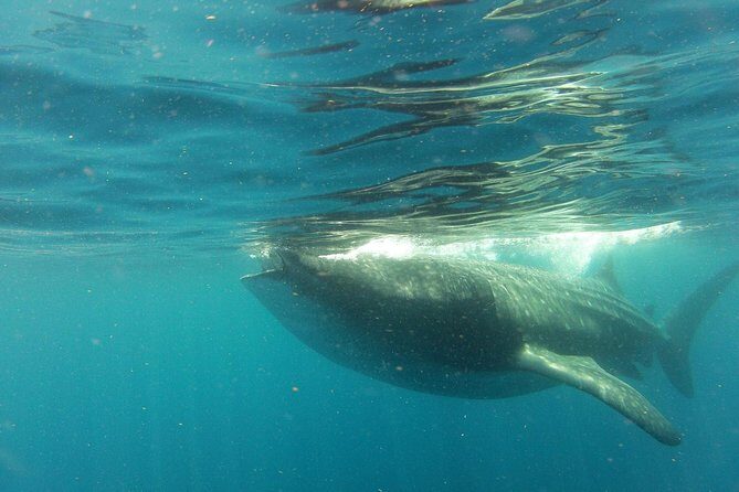 Whale Shark Tour from Holbox Island - Morning Pickup and the Bumpy Boat Ride to the Whale Shark Area