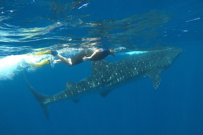 Whale Shark Tour from Holbox Island - Price and Value: What $210 Gets You in Holbox