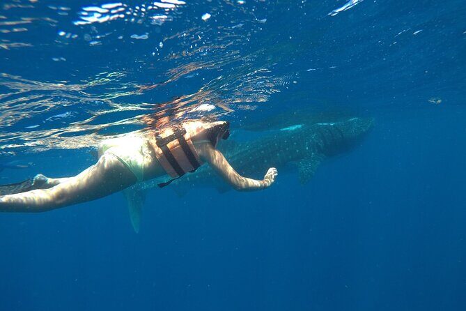 Whale Shark Tour from Holbox Island - Who This Tour Fits Best (and Who Should Rethink It)