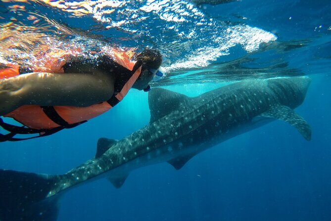 Whale Shark Tour from Holbox Island - Should You Book Holbox’s Whale Shark Tour?