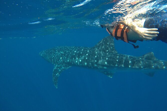 Whale Shark Tour from Holbox Island - Cabo Catoche Snorkel Stop: More Time in the Water