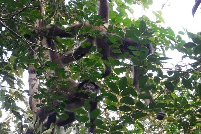 Wild Monkey Adventure (Private, Full Day) - Private Tour Format: Small Group Energy with Real Guide Time