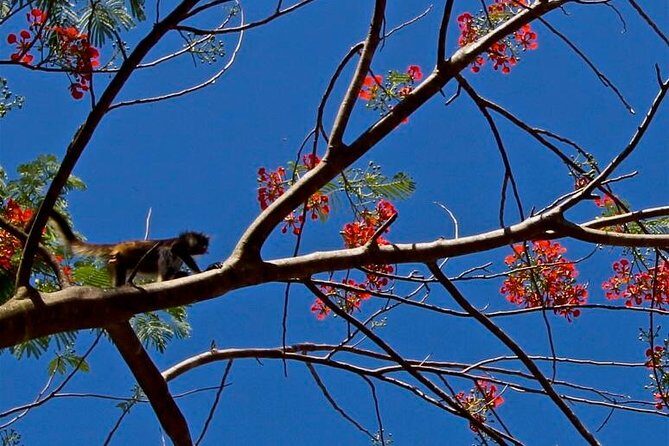 Wild Monkey Adventure (Private, Full Day) - Lagoon Time and the Natural Cenote Swim (Plus That Steep Ladder)