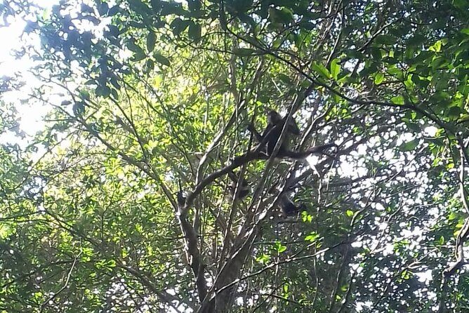 Wild Monkey Adventure (Private, Full Day) - The 12:00 Start: How the Day Usually Plays Out