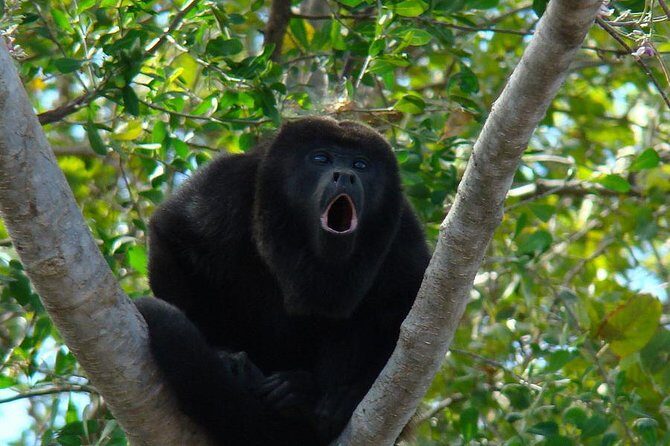 Wild Monkey Tour (Private, Half Day) - Key highlights you’ll care about before you go