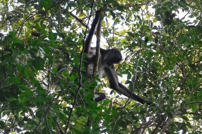 Wild Monkey Tour (Private, Half Day) - The hike reality: comfort, shoes, rain, and fitness