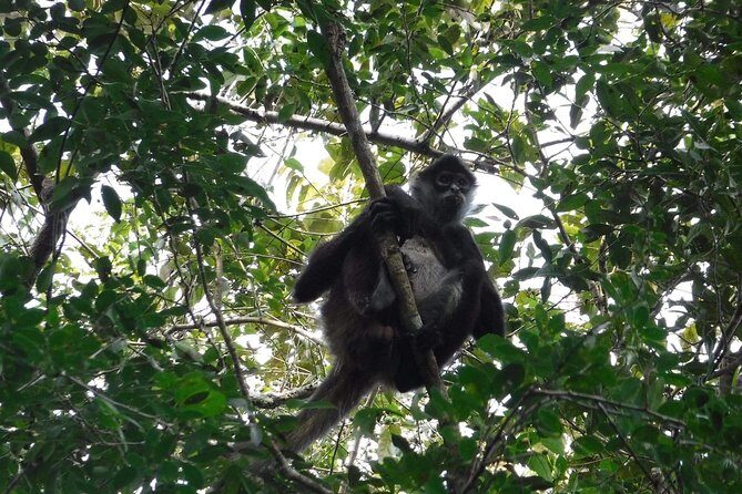Wild Monkey Tour (Private, Half Day) - The value question: is $189 a fair price for four hours?