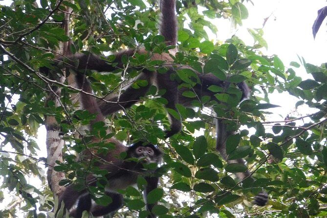 Wild Monkey Tour (Private, Half Day) - Who should book this Wild Monkey Tour?