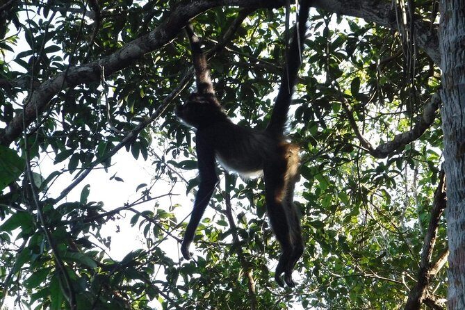Wild Monkey Tour (Private, Half Day) - Quick tips that actually help on the trail