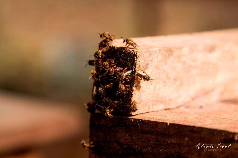 Xkopek, Mayan Bees Tour and Honey Tasting in Valladolid - Xkopek Parque Apícola: the short walk that sets the tone