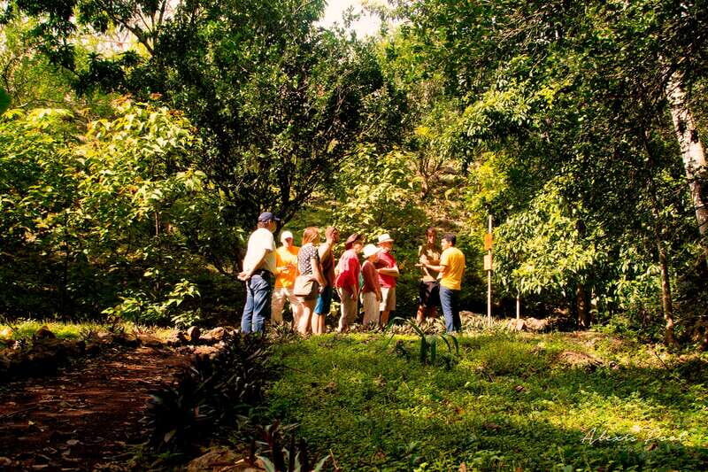 Xkopek, Mayan Bees Tour and Honey Tasting in Valladolid - Plant talk in the jungle: learning the honey ingredients behind the scenes