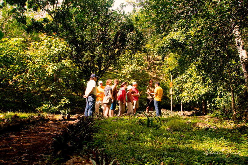 Xkopek, Mayan Bees Tour and Honey Tasting in Valladolid - Honey tasting: translating the tour into real flavors