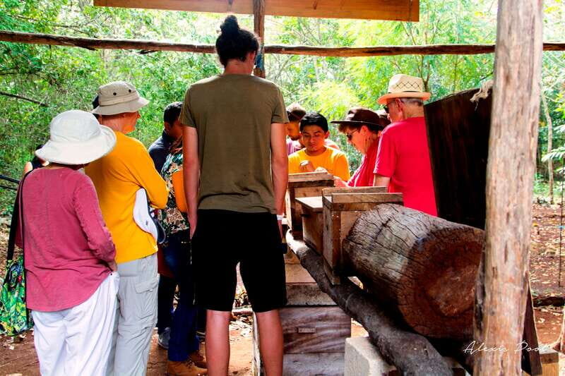 Xkopek, Mayan Bees Tour and Honey Tasting in Valladolid - Descending into the dry cenote to see stingless bees in the wild