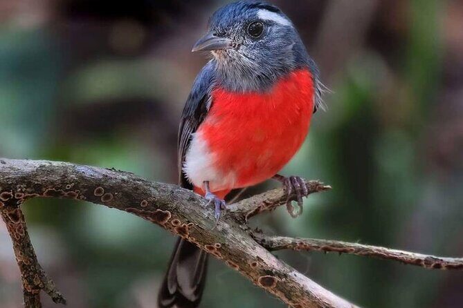 Xocen Birding - Where Xocén Birding Trail fits in the Yucatán
