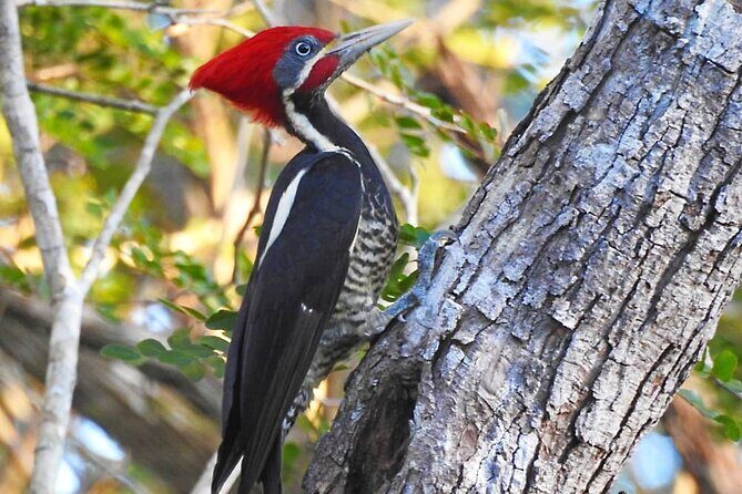 Xocen Birding - Maya culture and local community guiding: the added value