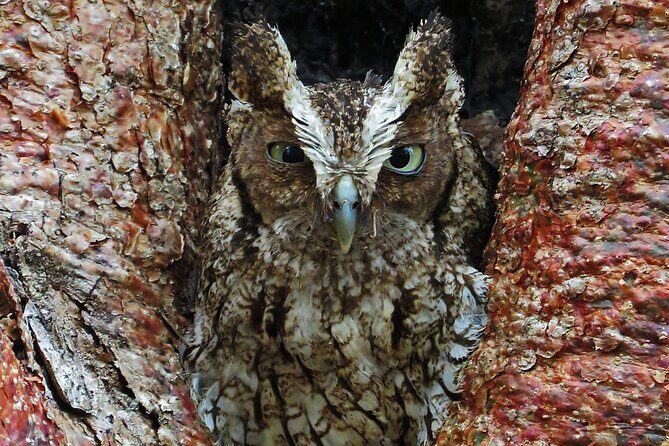 Xocen Birding - English-friendly guidance that actually helps you spot birds