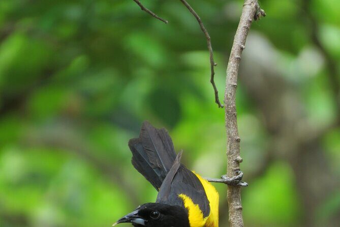Xocen Birding - Can you stay overnight at Xocén Birding Trail?