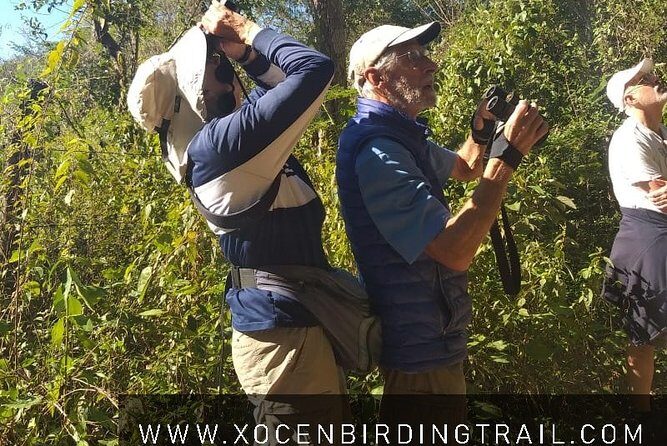 Xocen Birding - What birds you can look for (and why morning matters)