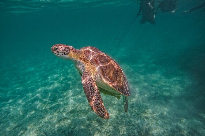 Yalku lagoon and turtles akumal sanctuary - Akumal sea turtles and Yalku’s jungle aquarium: what you’re really buying