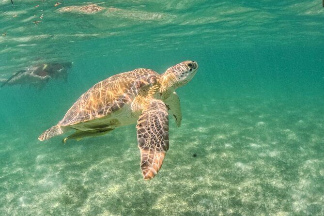Yalku lagoon and turtles akumal sanctuary - Guides and what makes the experience feel “taken care of”