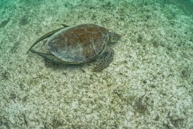 Yalku lagoon and turtles akumal sanctuary - Gear, bathrooms, and what’s included versus not