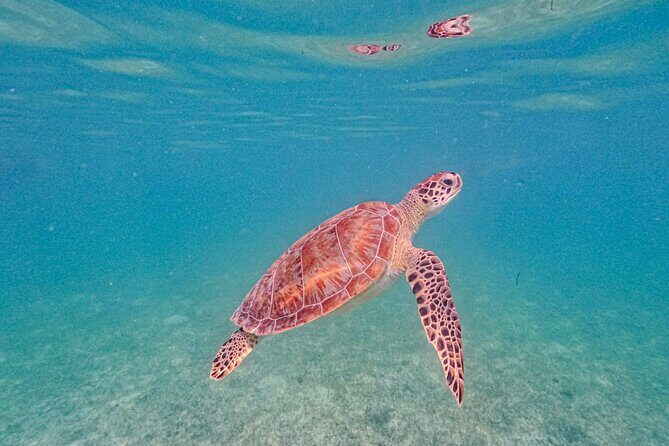 Yalku lagoon and turtles akumal sanctuary - Who should book this tour (and who might prefer something else)