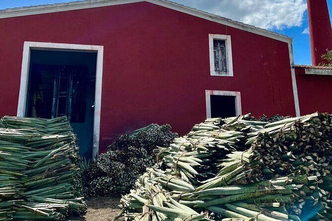 Yucatan Discovery: Motul, Hacienda, Pink Lake, Ruins & Progreso - Price and what you should expect to pay beyond $59