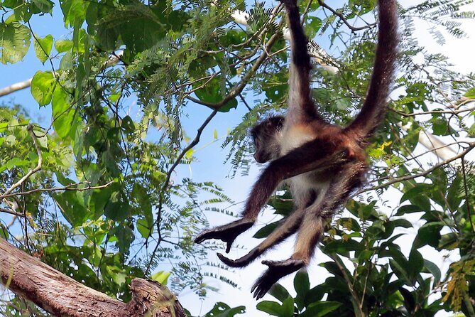 Zip lining and Canoe Monkey jungle in Tulum - Canoeing the lagoon: slower pacing, more nature detail